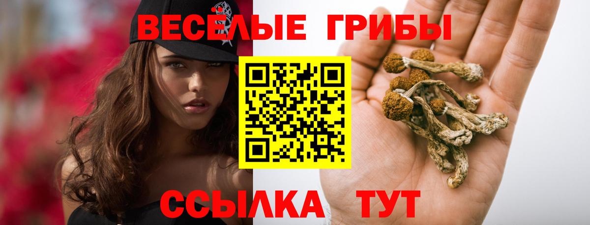 Псилоцибиновые грибы MAGIC MUSHROOMS  Вход с VPN  Курчалой  Галлюциногенные грибы GOLDEN TEACHER 